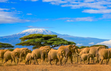 Viaje de 8 días a Kenya