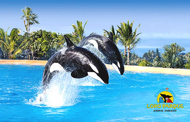 Entrada de niño al Loro Parque