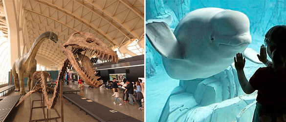 Entrada Museo Ciencias Ciencias,  Oceanogràfic y hemisèric de  Va