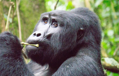 Viaje de 15 días, Gorilas en el Bosque de Bwindi, Cascadas Murchi